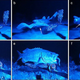 The seal shark Dalatias licha (a–c) and the wreckfish Polyprion americanus (d–f) fare poorly when they attack the hagfish. (Image: V. Zintzen et al/Scientific Reports 2011)